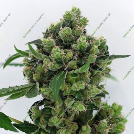 Sowahh Regular Marijuana Strain by Karma Genetics For Sale Online at Cannabis Seeds Outlet