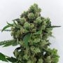 Sowahh Regular Marijuana Strain by Karma Genetics For Sale Online at Cannabis Seeds Outlet
