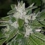 Karma Genetics Sowahh Smoke Buds Weed Ganja Skunk Dope Pot Images Pics Nuggets