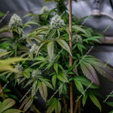 Lemon Rado Regular Marijuana Strain by Karma Genetics For Sale Online at Cannabis Seeds Outlet