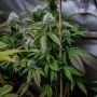Lemon Rado Regular Marijuana Strain by Karma Genetics For Sale Online at Cannabis Seeds Outlet