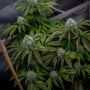 Karma Genetics Lemon Rado Smoke Buds Weed Ganja Skunk Dope Pot Images Pics Nuggets