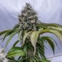 Lemon Rado Regular by Karma Genetics THC Content Potency Strength CBD Height Yield Flowering Time Indica Sativa Genetics