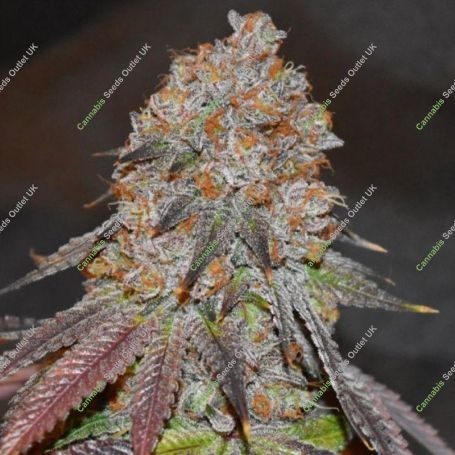 Lemon Mochi Regular Marijuana Strain by Karma Genetics For Sale Online at Cannabis Seeds Outlet