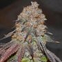 Lemon Mochi Regular Marijuana Strain by Karma Genetics For Sale Online at Cannabis Seeds Outlet