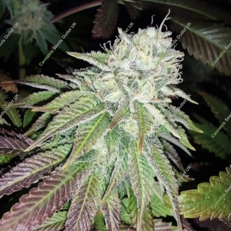 Zour Lemon Regular Marijuana Strain by Karma Genetics For Sale Online at Cannabis Seeds Outlet