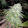 Zour Lemon Regular Marijuana Strain by Karma Genetics For Sale Online at Cannabis Seeds Outlet