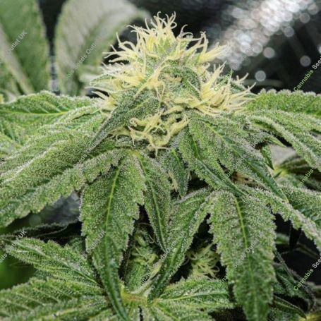 OG Tini Regular Marijuana Strain by Karma Genetics For Sale Online at Cannabis Seeds Outlet