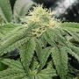 OG Tini Regular Marijuana Strain by Karma Genetics For Sale Online at Cannabis Seeds Outlet
