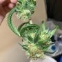 Karma Genetics OG Tini Smoke Buds Weed Ganja Skunk Dope Pot Images Pics Nuggets