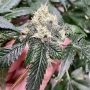 OG Tini Regular by Karma Genetics THC Content Potency Strength CBD Height Yield Flowering Time Indica Sativa Genetics