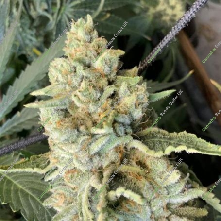 Melon Tini Regular Marijuana Strain by Karma Genetics For Sale Online at Cannabis Seeds Outlet