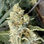 Melon Tini Regular Marijuana Strain by Karma Genetics For Sale Online at Cannabis Seeds Outlet
