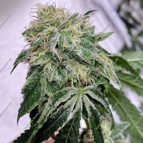 Chem Tini Regular Marijuana Strain by Karma Genetics For Sale Online at Cannabis Seeds Outlet