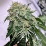 Chem Tini Regular Marijuana Strain by Karma Genetics For Sale Online at Cannabis Seeds Outlet