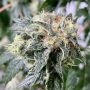 Chem Tini Regular by Karma Genetics THC Content Potency Strength CBD Height Yield Flowering Time Indica Sativa Genetics