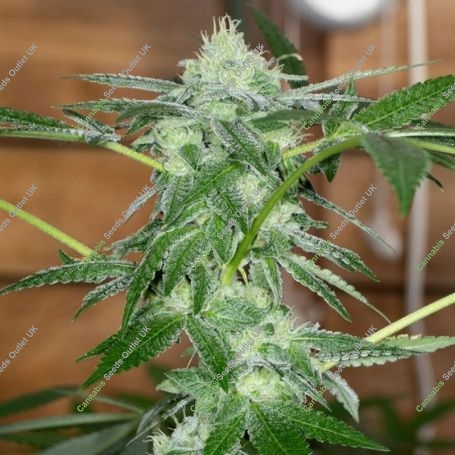 Sherb Tini Regular Marijuana Strain by Karma Genetics For Sale Online at Cannabis Seeds Outlet