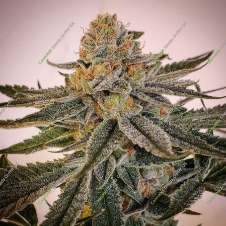Sour Melon Regular Marijuana Strain by Karma Genetics For Sale Online at Cannabis Seeds Outlet