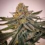 Sour Melon Regular Marijuana Strain by Karma Genetics For Sale Online at Cannabis Seeds Outlet