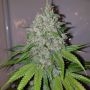 Mango Lassi Feminized Marijuana Strain by Karma Genetics For Sale Online at Cannabis Seeds Outlet
