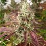 Karma Genetics Mango Lassi Smoke Buds Weed Ganja Skunk Dope Pot Images Pics Nuggets
