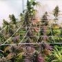 Mango Lassi Feminized by Karma Genetics THC Content Potency Strength CBD Height Yield Flowering Time Indica Sativa Genetics