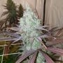 Now N Frutti Feminized Marijuana Strain by Karma Genetics For Sale Online at Cannabis Seeds Outlet