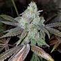 Karma Genetics Now N Frutti Smoke Buds Weed Ganja Skunk Dope Pot Images Pics Nuggets