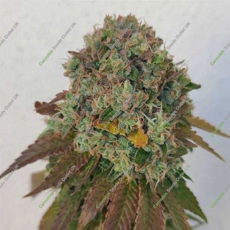 Acid Dawg Regular Marijuana Strain by Karma Genetics For Sale Online at Cannabis Seeds Outlet