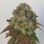 Acid Dawg Regular Marijuana Strain by Karma Genetics For Sale Online at Cannabis Seeds Outlet