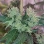 Karma Genetics Acid Dawg Smoke Buds Weed Ganja Skunk Dope Pot Images Pics Nuggets