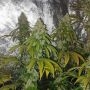 Acid Dawg Regular by Karma Genetics THC Content Potency Strength CBD Height Yield Flowering Time Indica Sativa Genetics
