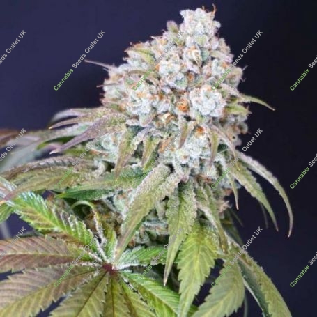 Dog Fruit Feminized Marijuana Strain by Karma Genetics For Sale Online at Cannabis Seeds Outlet