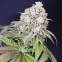 Dog Fruit Feminized Marijuana Strain by Karma Genetics For Sale Online at Cannabis Seeds Outlet