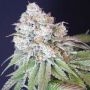 Karma Genetics Dog Fruit Smoke Buds Weed Ganja Skunk Dope Pot Images Pics Nuggets
