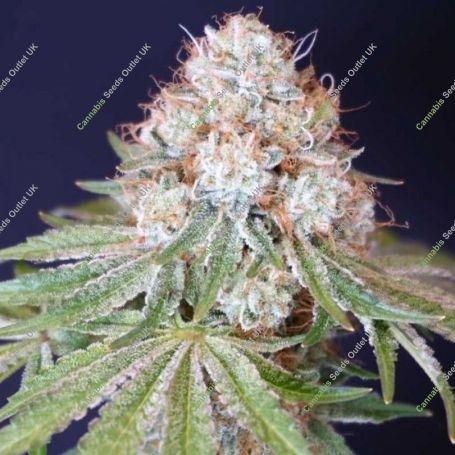 Rocky Melon Feminized Marijuana Strain by Karma Genetics For Sale Online at Cannabis Seeds Outlet