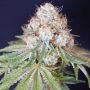 Rocky Melon Feminized Marijuana Strain by Karma Genetics For Sale Online at Cannabis Seeds Outlet