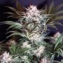 Karma Genetics Rocky Melon Smoke Buds Weed Ganja Skunk Dope Pot Images Pics Nuggets