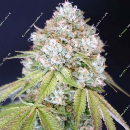 Melo Rado Feminized Marijuana Strain by Karma Genetics For Sale Online at Cannabis Seeds Outlet