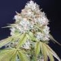 Melo Rado Feminized Marijuana Strain by Karma Genetics For Sale Online at Cannabis Seeds Outlet