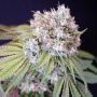 Karma Genetics Melo Rado Smoke Buds Weed Ganja Skunk Dope Pot Images Pics Nuggets