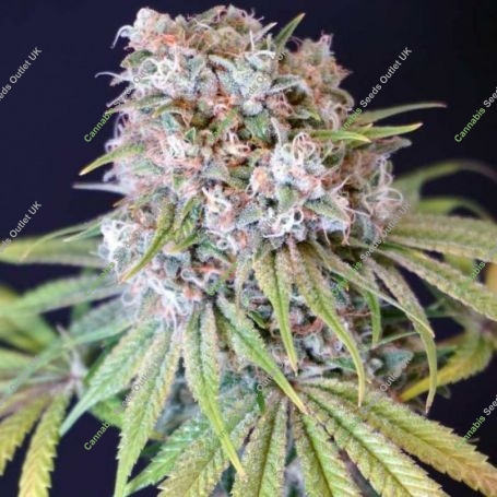 Melon Cheddar Feminized Marijuana Strain by Karma Genetics For Sale Online at Cannabis Seeds Outlet