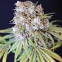 Melon Cheddar Feminized Marijuana Strain by Karma Genetics For Sale Online at Cannabis Seeds Outlet