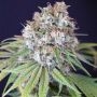 Karma Genetics Melon Cheddar Smoke Buds Weed Ganja Skunk Dope Pot Images Pics Nuggets