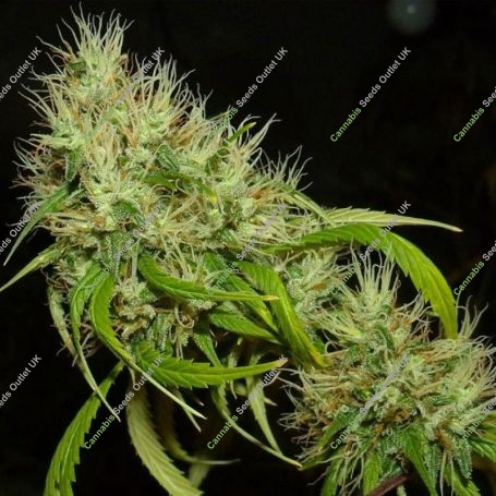 A5Haze S1 Feminized Marijuana Strain by Karma Genetics For Sale Online at Cannabis Seeds Outlet