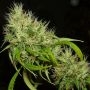 A5Haze S1 Feminized Marijuana Strain by Karma Genetics For Sale Online at Cannabis Seeds Outlet