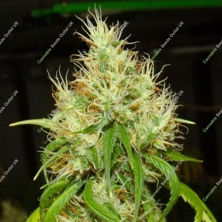 BA75 Haze Feminized Marijuana Strain by Karma Genetics For Sale Online at Cannabis Seeds Outlet