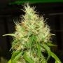 BA75 Haze Feminized Marijuana Strain by Karma Genetics For Sale Online at Cannabis Seeds Outlet