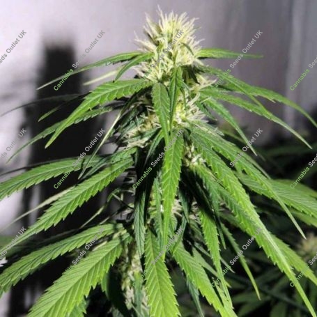 OSH A5HZ Feminized Marijuana Strain by Karma Genetics For Sale Online at Cannabis Seeds Outlet
