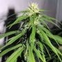 OSH A5HZ Feminized Marijuana Strain by Karma Genetics For Sale Online at Cannabis Seeds Outlet